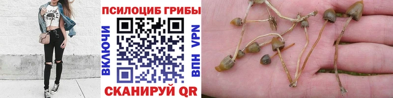 hydra ссылки  Гдов  Псилоцибиновые грибы прущие грибы 